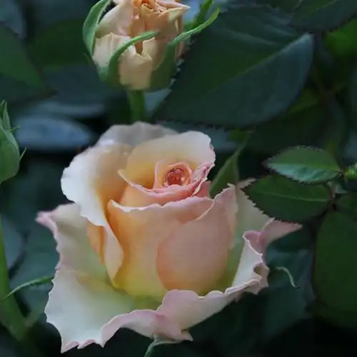 同一个地点花色却百变——荷兰星座阳台射手座阳台_月季资讯_月季资讯