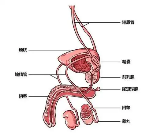 化学阉割和物理阉割有何不同?儿童性侵频发,国内是时候引进了