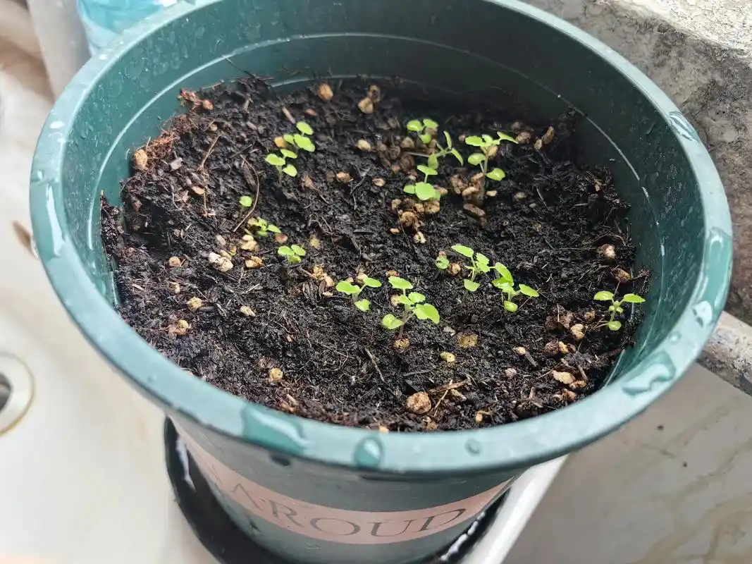 我的薄荷.第三十一天#一起种菜呀 #植物生长日记 #种子发芽