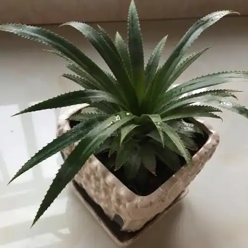 菠萝种植记从水栽到盆栽95长得好快哦09