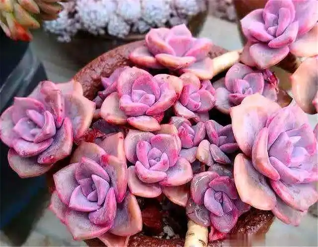 多肉彩虹糖养护"3妙招",1分钟学会,养成色彩绚烂大老桩