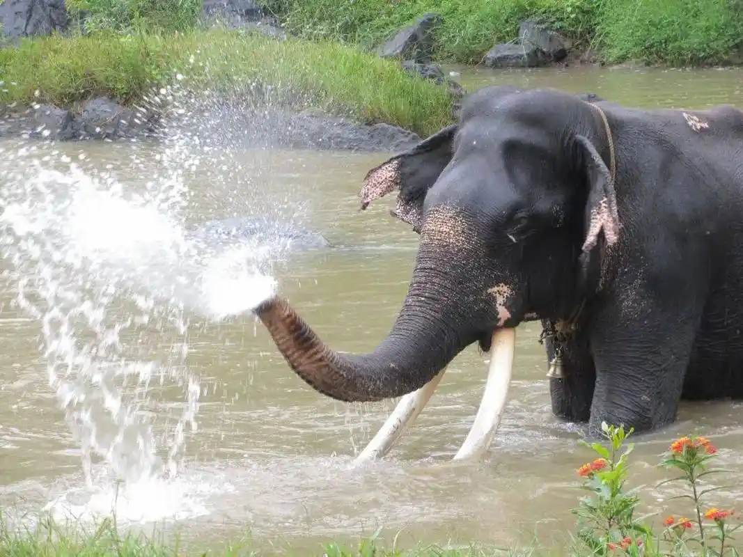 为什么大象用鼻子喝水不会呛你却不行