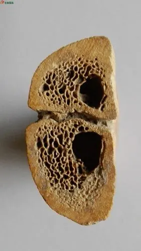 土里捡到的老虎骨