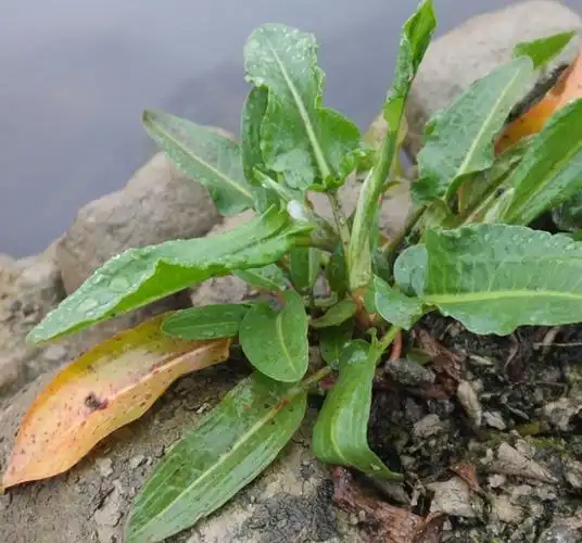 野草图片(农村常见300种野草图片)