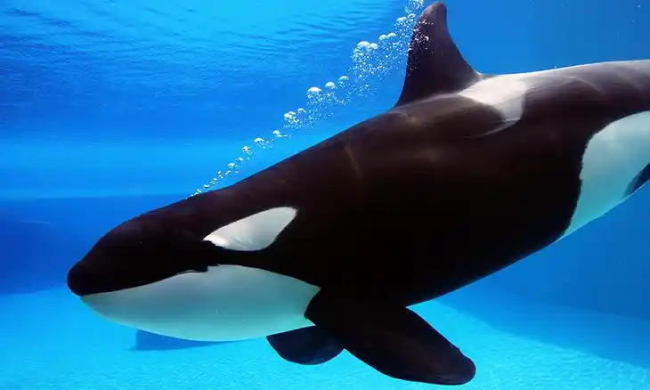 wikie the killer whale copies human sounds