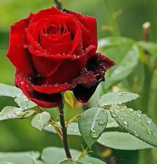 玫瑰花图片_玫瑰花的功效与作用