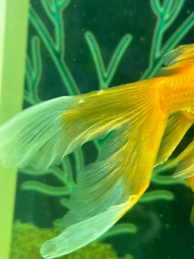 金鱼尾巴有白色大点点 新鱼救过来隔离中 大缸的老鱼又出问题了 尾巴