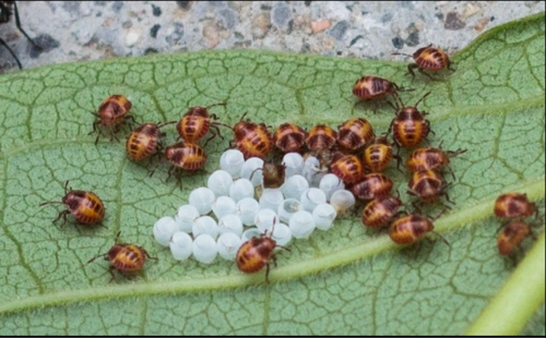 这是什么虫子【如图】