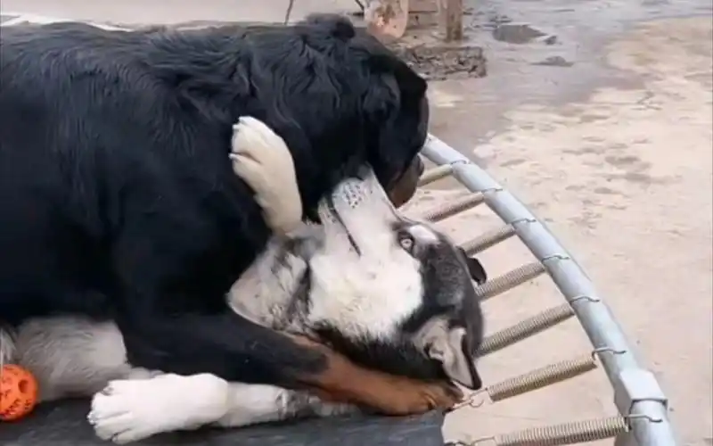 豫西小丁1月21日录播