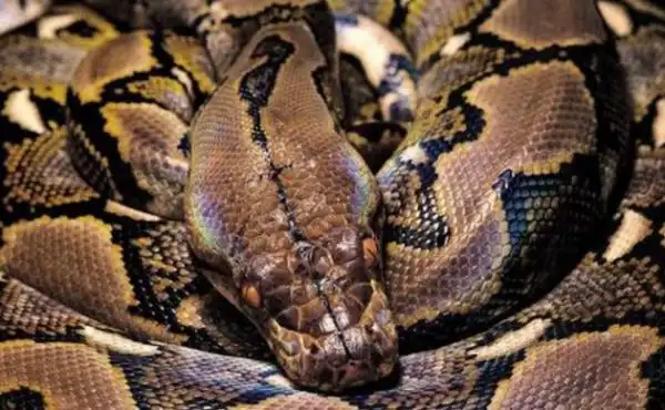 排行榜 动物 正文白垩纪巨蛇体长预计达6米,是世界上最长最重的巨蛇之