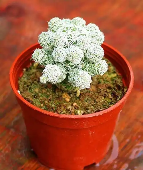 有一种仙人掌叫做金手指,种上一盆你的人生就可以开挂哦!