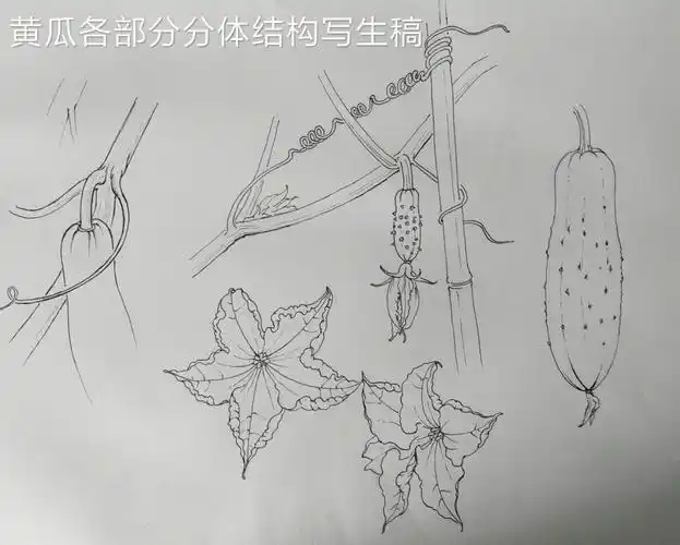跟着陈教授学写生《黄瓜粉蝶》