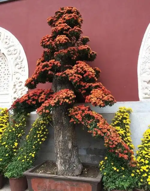 叶子|倒挂金钟|盆栽|长寿花|花友_网易订阅