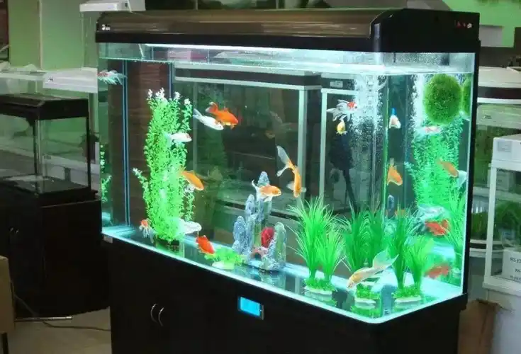 养鱼开缸要注意什么?听我说上一说_鱼缸_水草_气味