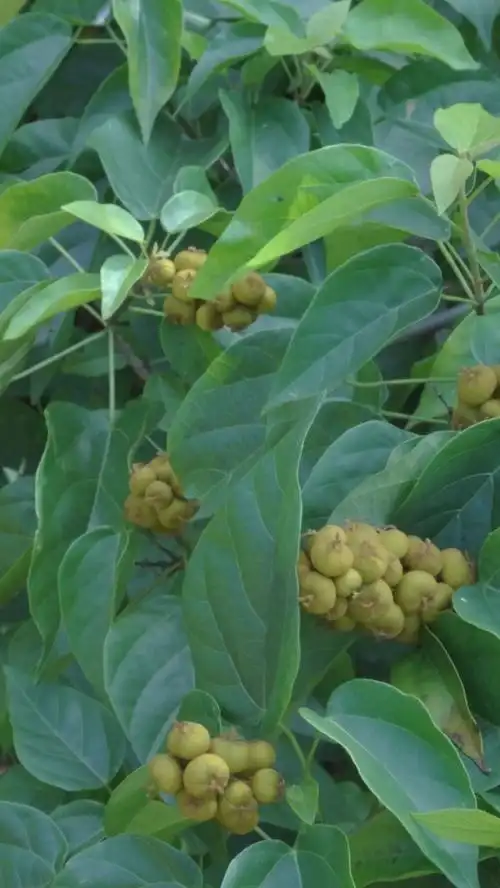 让我们安静一些(石岩枫树果)