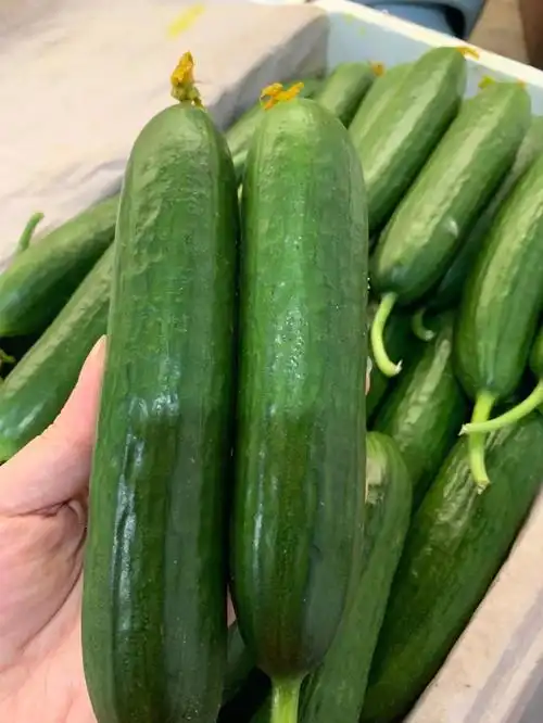 今天的海南水果小黄瓜超级新鲜🥒