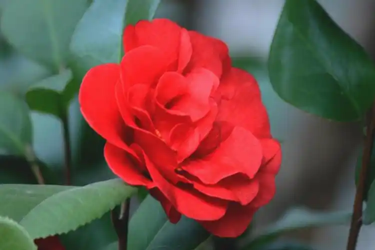 【茶花】 第 28 幅查看大图曝光:1/13 sec光圈:f5.