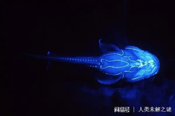 会发光的深海鱼——黑暗层,据统计40%的鱼有发光能力