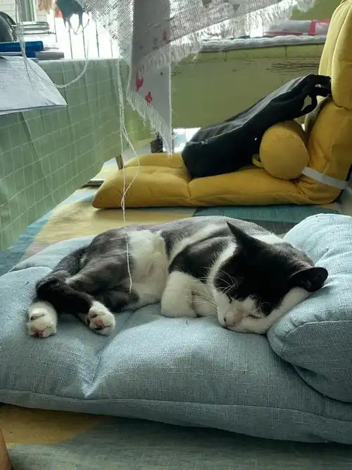 小猫咪睡觉的样子真的太治愈啦!最近体重都没怎么涨有点小担心