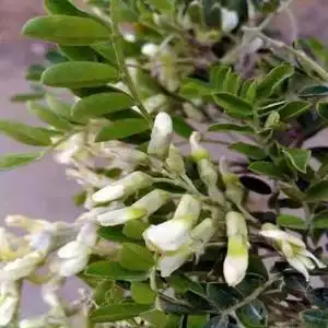 801人付款淘宝苦刺花云南新鲜野生苦刺花孕妇蔬菜 时