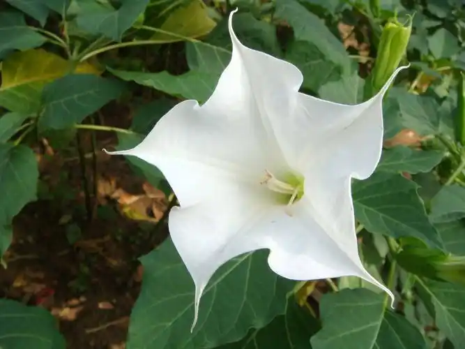 清新白色曼陀罗花