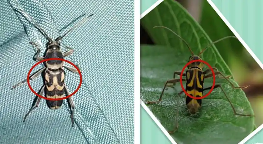 这是个什么虫子有毒吗