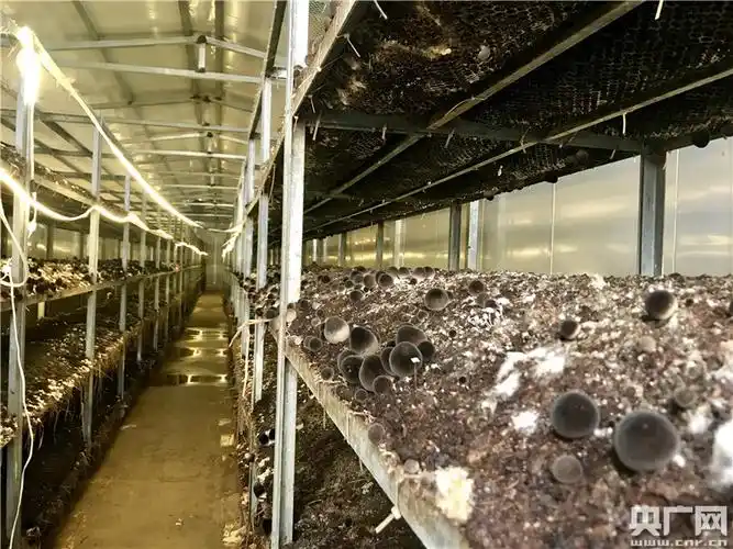 草菇种植 光伏发电 打造扶贫战场