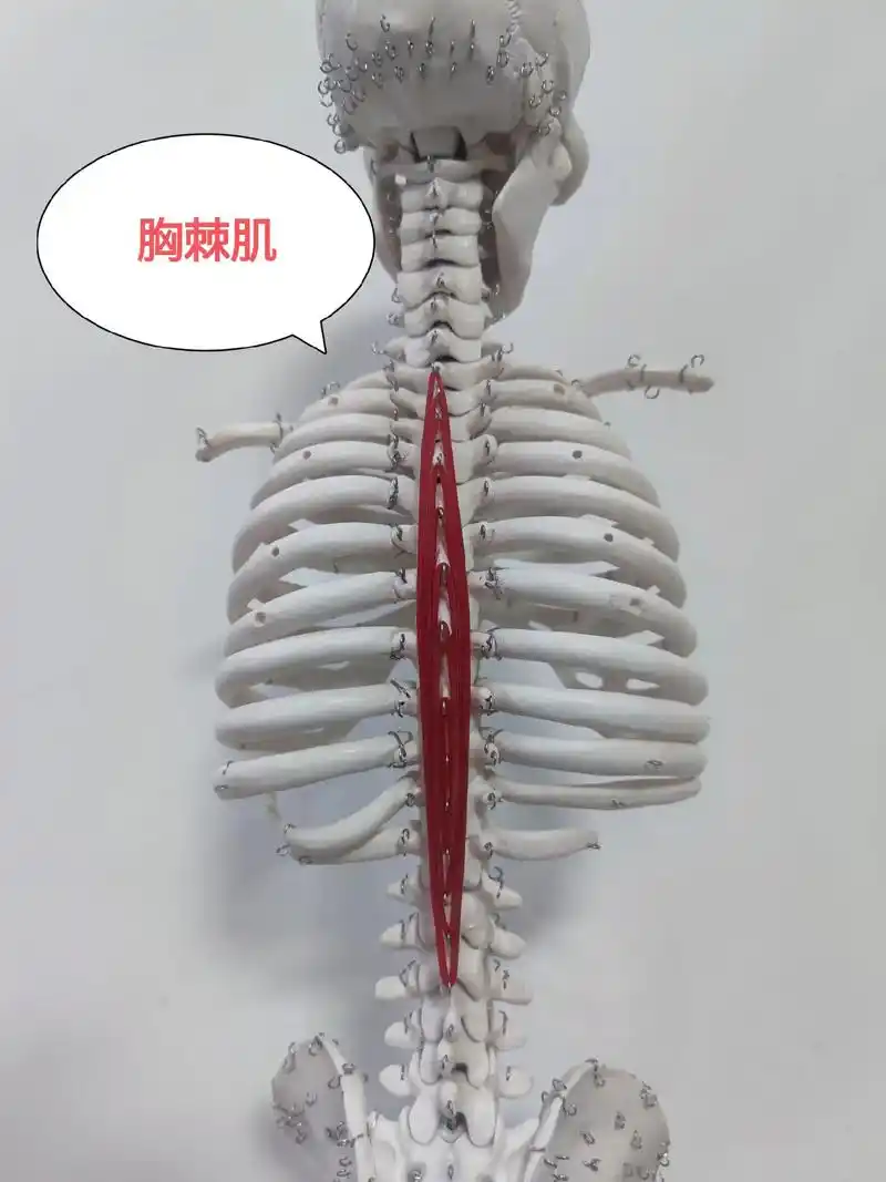 胸棘肌.胸棘肌  spinalis thoracis ·起  - 抖音