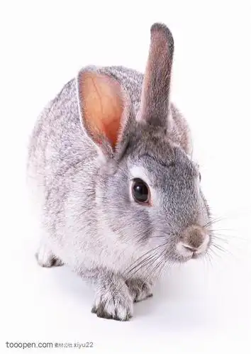 宠物宝宝-可爱的灰色兔子_素材公社_tooopen.com