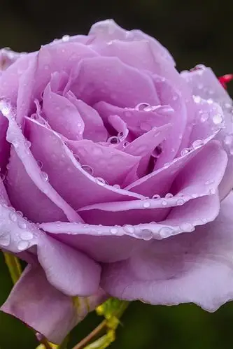 紫玫瑰,花瓣,水滴 4k