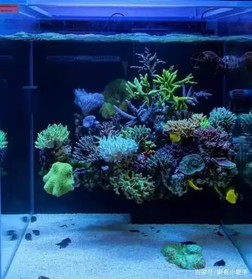 功夫物种:海缸造景手法与图示