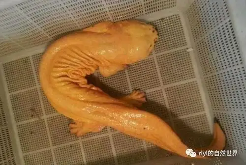 国爬中国大鲵变异分类研究