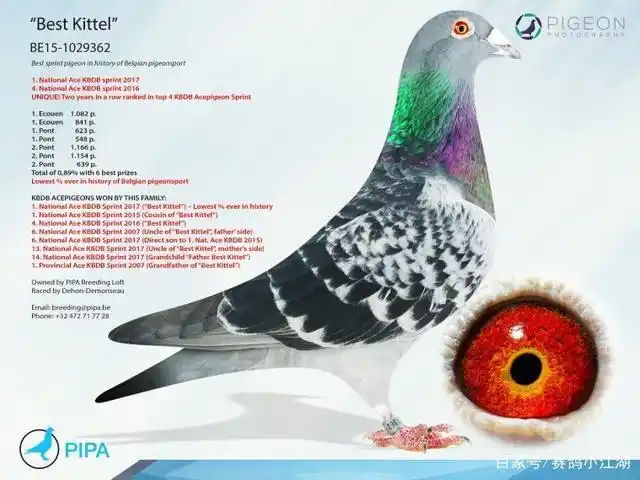 这羽赛鸽是比利时乃至世界赛鸽史上一颗璀璨的明珠,凭借独一无二的