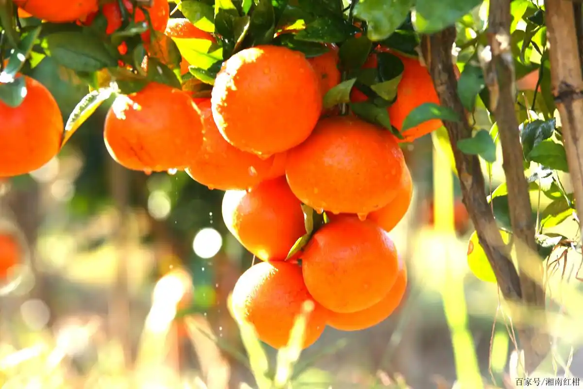 橘子红了——湘南红柑橘喜获丰收,即将上市
