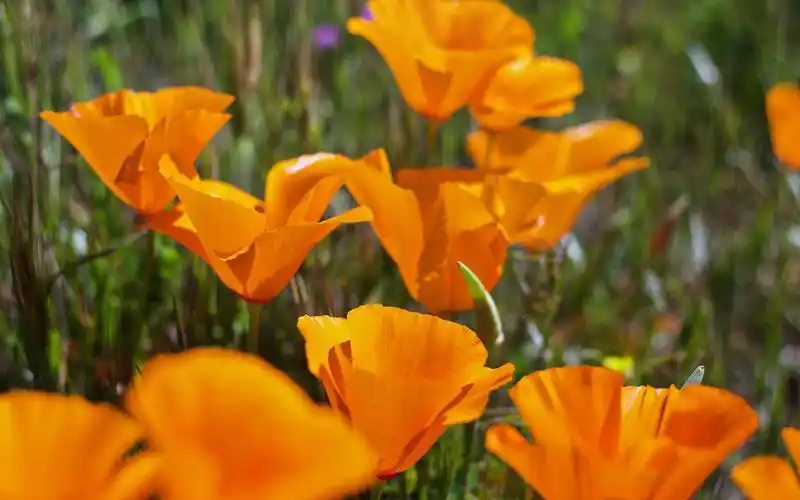 小清新迷人的橙色花卉