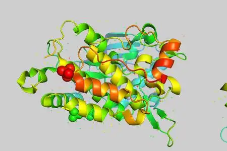 蛋白质分子的三维晶体结构, 肿瘤生长标志物.