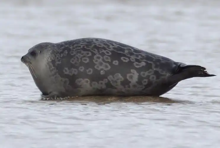 贝加尔环斑海豹