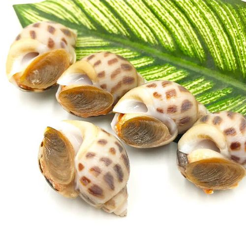 皓谦生鲜花螺新鲜海鲜水产贝类花螺 花螺500g