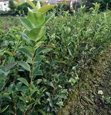 油茶苗长林系列4号40号53号江西省审定了良种