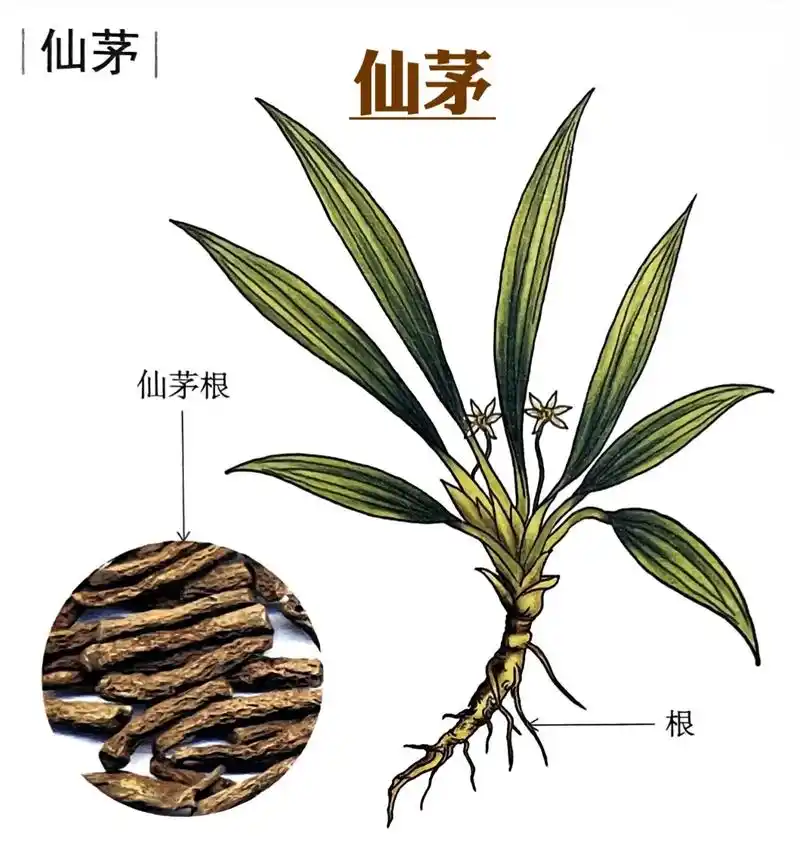 i附方i能壮筋骨,益精神,明目,黑须发.仙茅二斤,放入 - 抖音