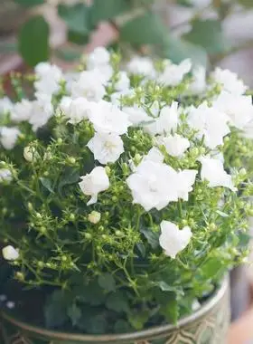 丹麦风铃花盆栽重瓣带花苞t四季开花风铃草室内阳台带盆花卉绿植极效