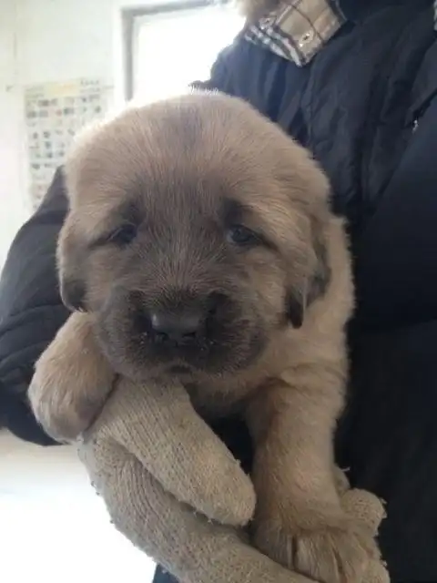 藏獒幼犬(狮子头)