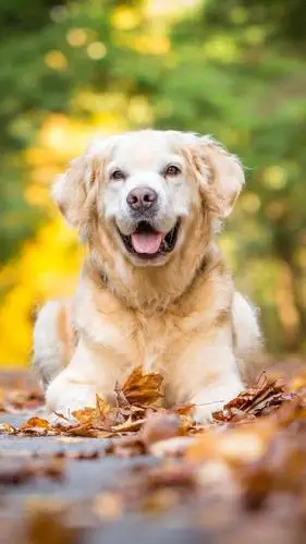 蠢萌金毛,高清图片,手机锁屏桌面-壁纸族