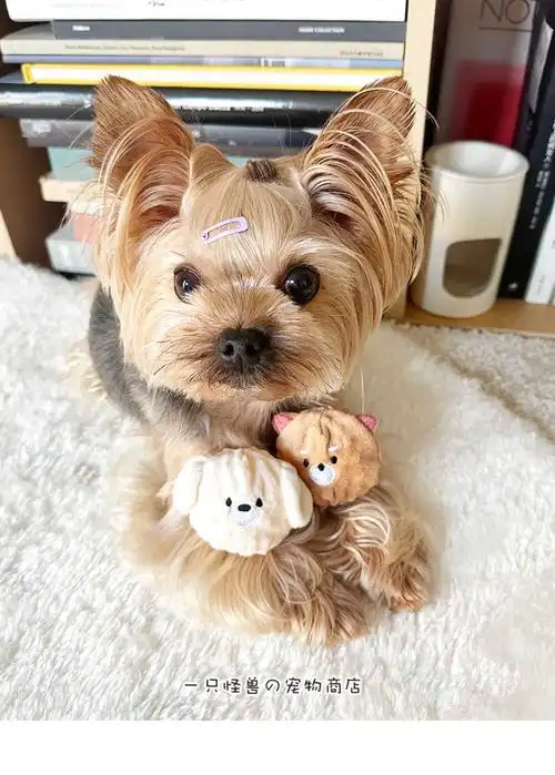 宠物狗狗小熊小狗弹力球发声球玩具幼犬小型犬玩具磨牙啃咬bb叫