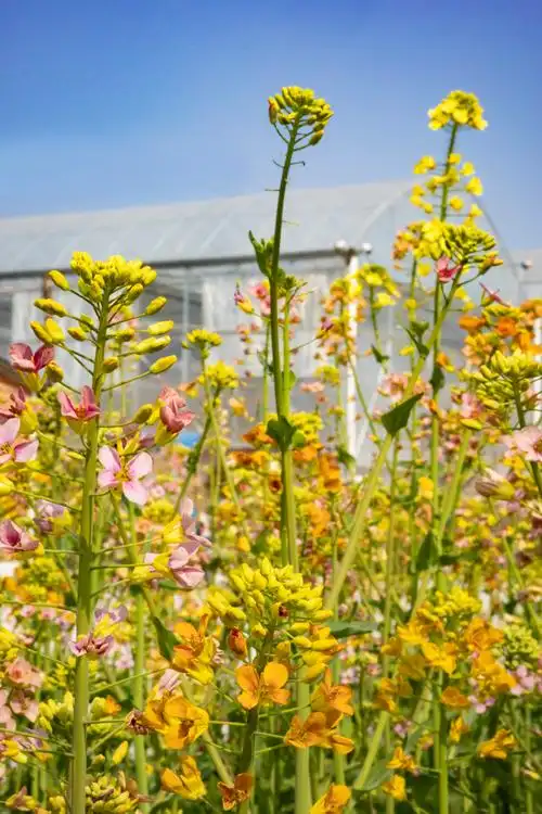 瓯海编织彩色画布七彩油菜花海俏迎春