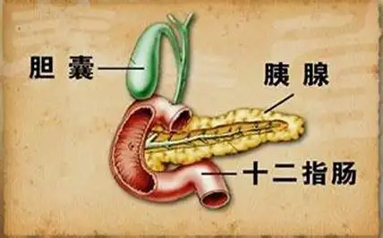 切掉胆囊后,人的胆子会变小吗?其实这些才是切胆的真正影响