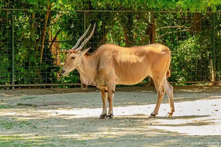 黄羊是几级保护动物?
