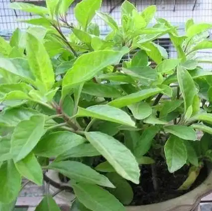 一种草国外称之为救命"神草",抑制糖尿有奇特的功效