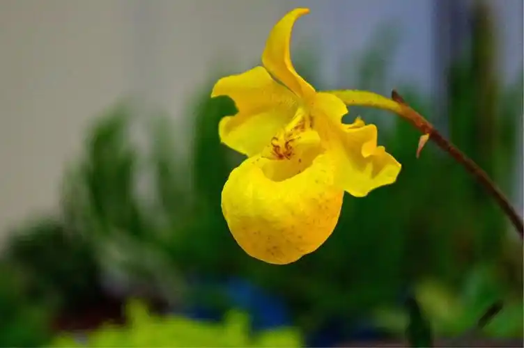 杏黄兜兰(金童)