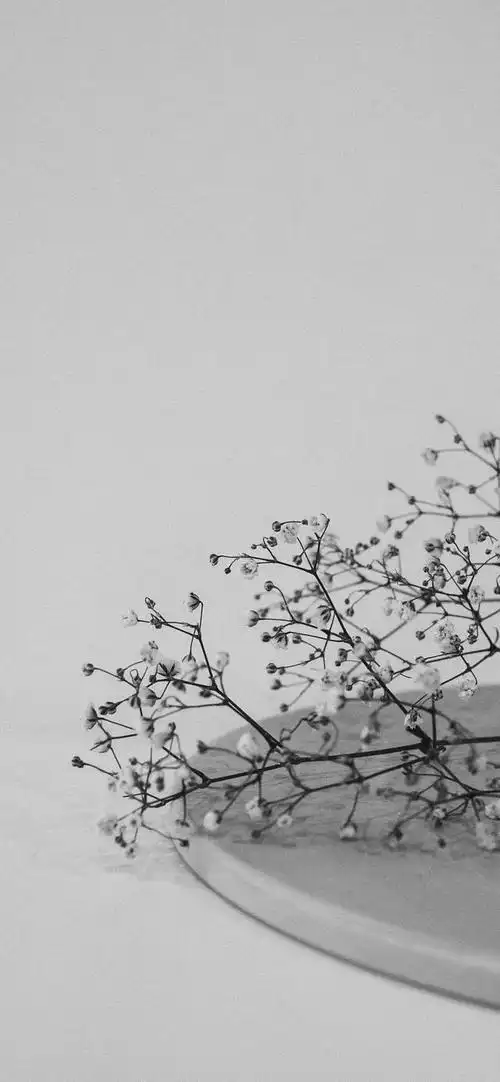 白底图片纯白,白底图ps怎么做(纯白色壁纸/这也太漂亮了吧)